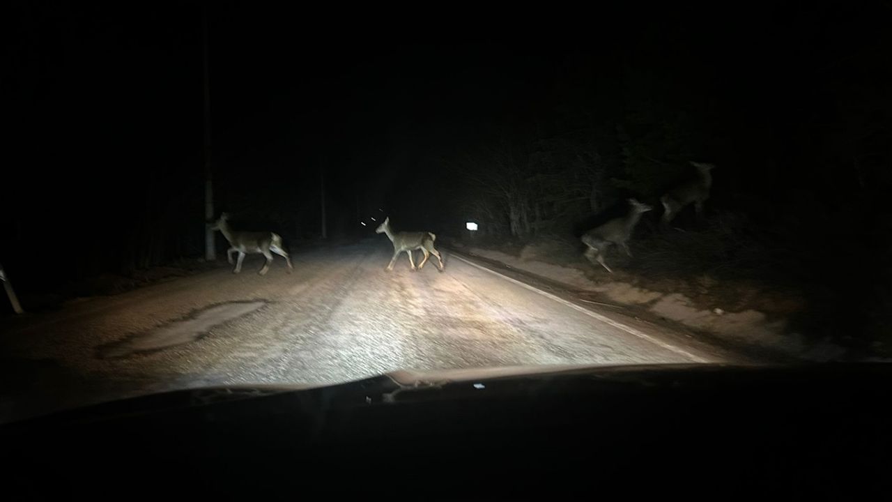 BOLU - Abant'ta geyik sürüsü cep telefonuyla görüntülendi