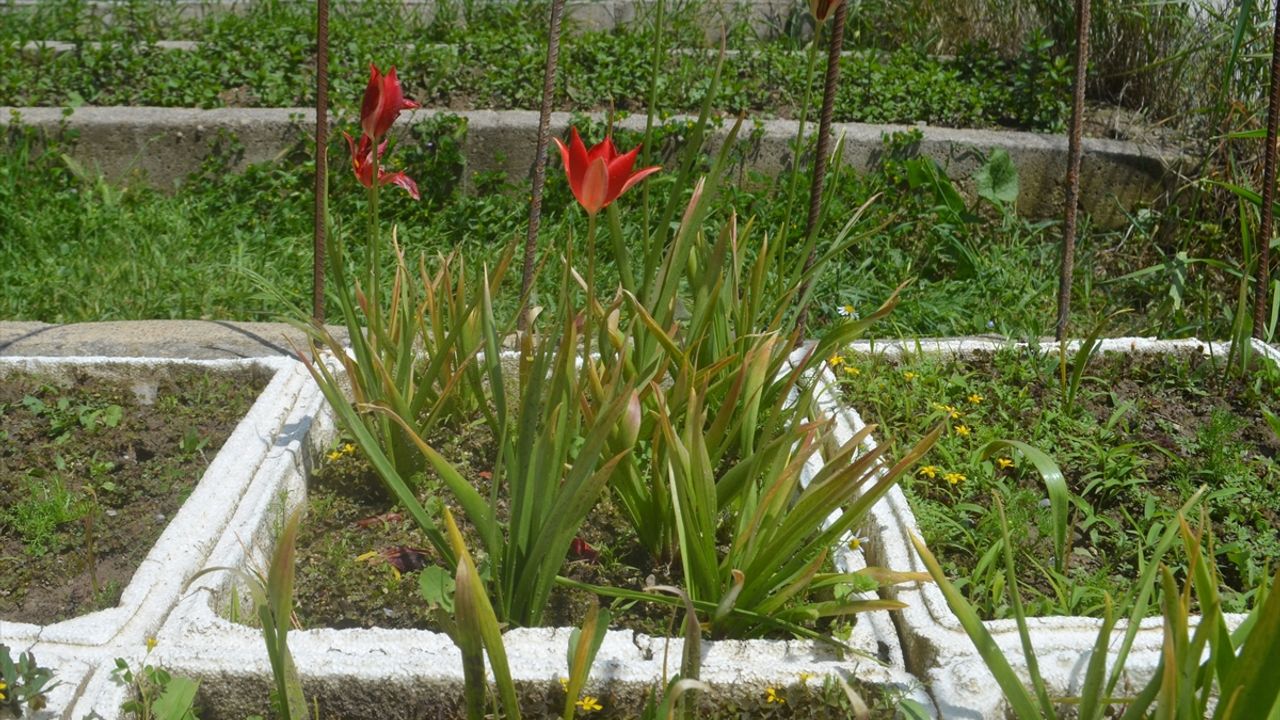 AMASYA - Merzifon'un endemik bitki türü "yitik lale" çiçek açtı