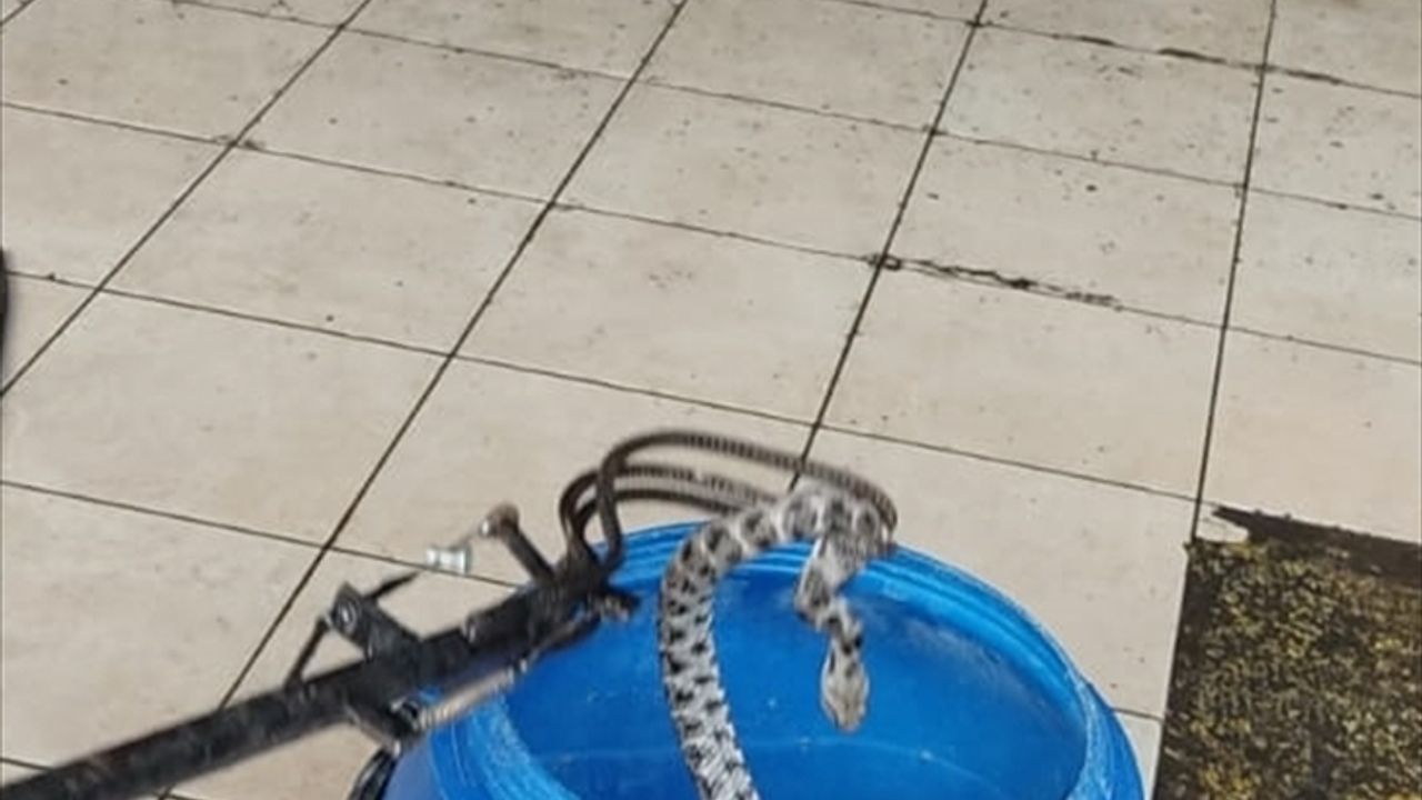 Avustralya'da arkadaşını kurtarmaya çalışan kişi yılan ısırığı nedeniyle öldü