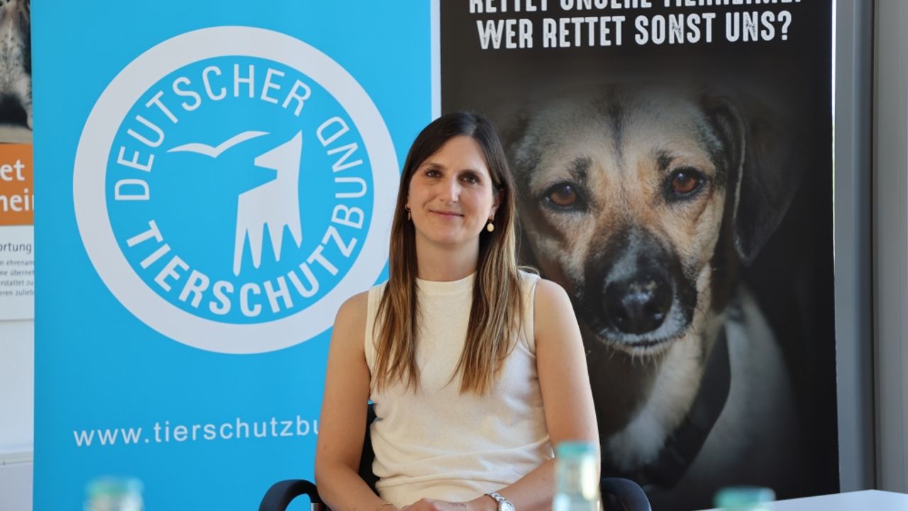 DOSYA HABER/AVRUPA'DA SAHİPSİZ HAYVANLAR - Almanya, sahipsiz köpekleri mutlaka barınaklarda topluyor