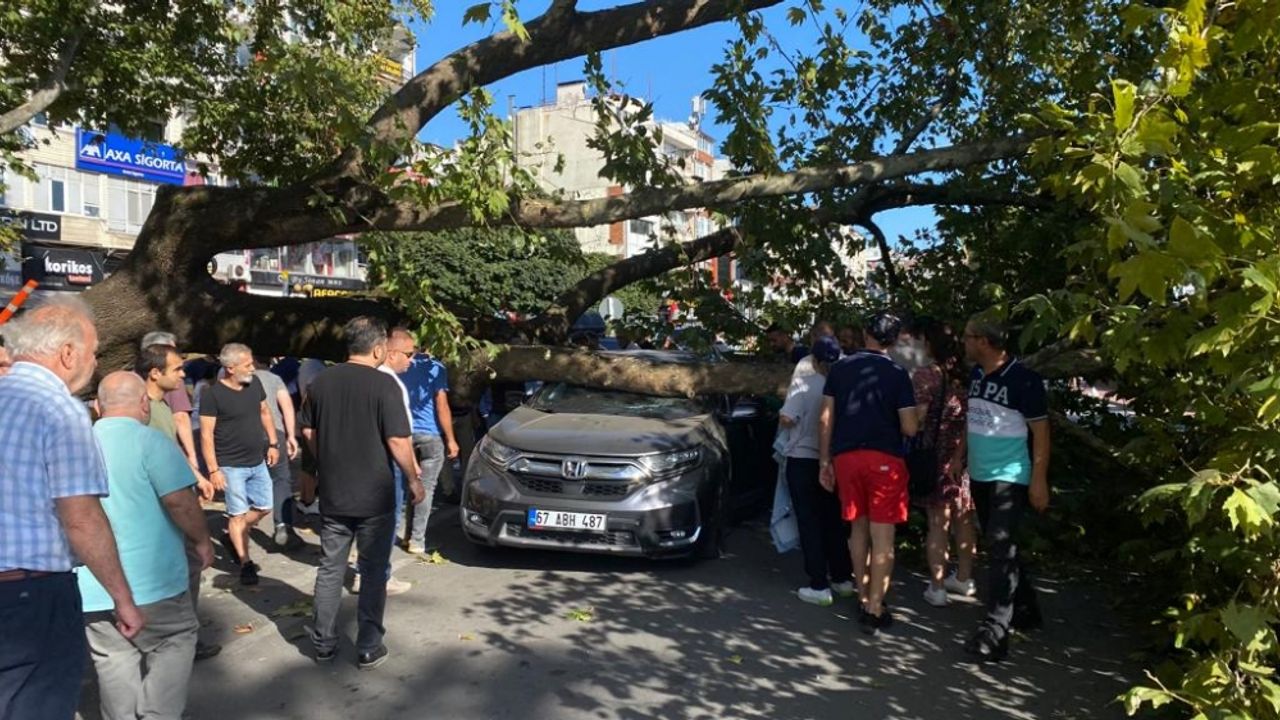Zonguldak'ta devrilen ağaç park halindeki otomobile zarar verdi