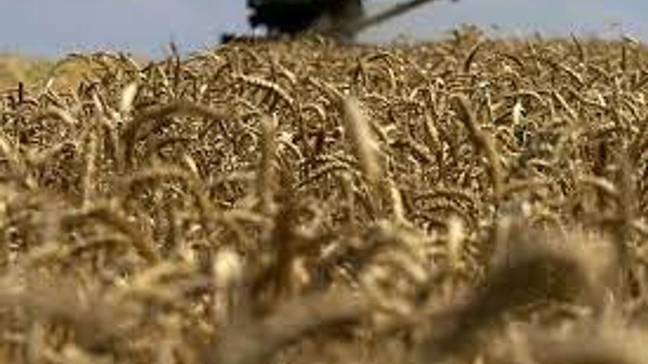 Macaristan ve Slovakya, Ukrayna tahılının ithalatına yönelik kendi yasaklarını uygulayacak