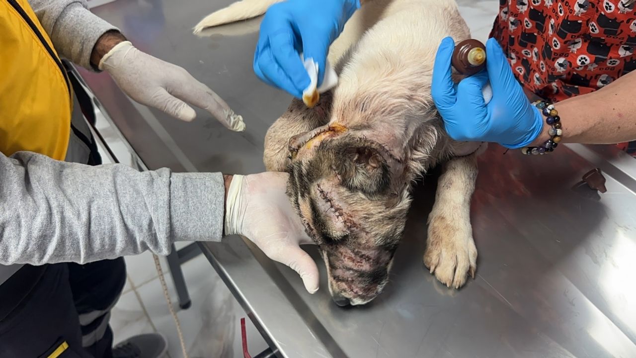 Adıyaman'da sahibi tarafından bıçaklanan köpeğin tedavisi sürüyor