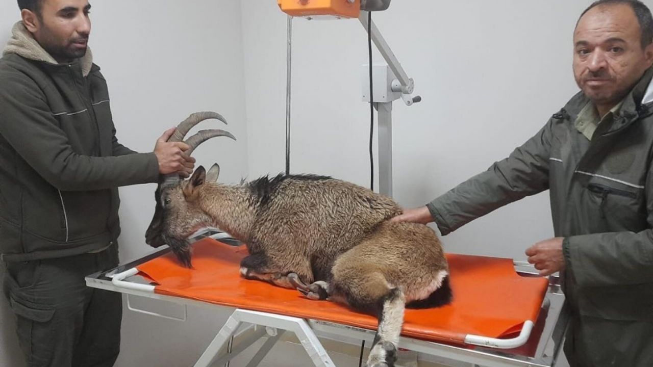 Adıyaman'da yaralı bulunan dağ keçisi tedavi altına alındı