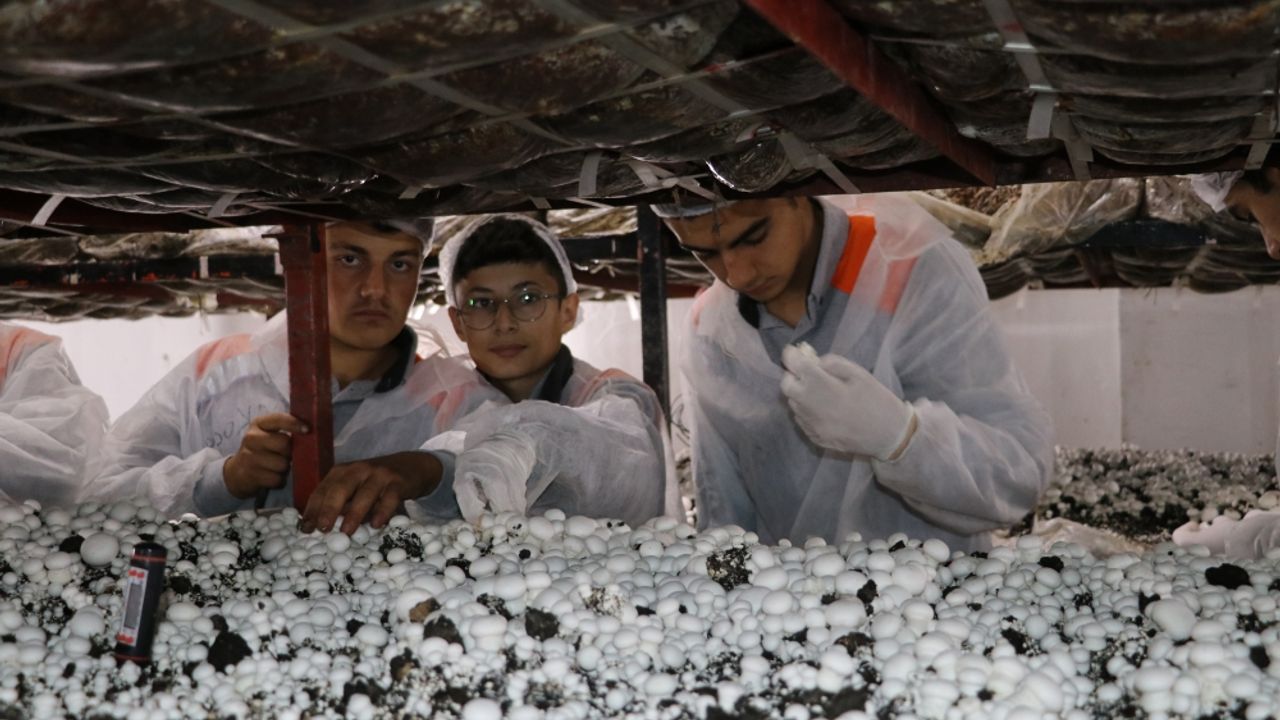 Amasya'da meslek lisesi öğrencileri mantar üretip satarak gelir elde ediyor