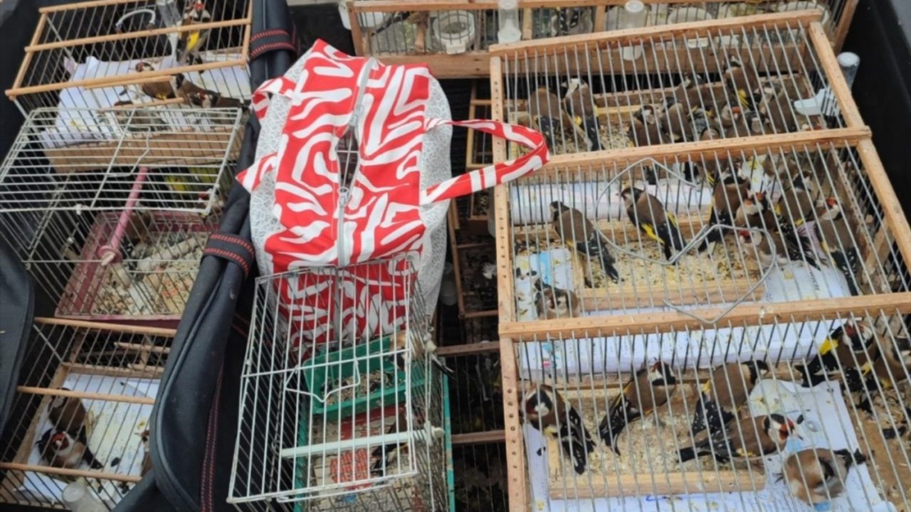 Fatih'te nesli tükenme tehlikesi altındaki kuşların ticaretini yapan 24 şüpheli yakalandı