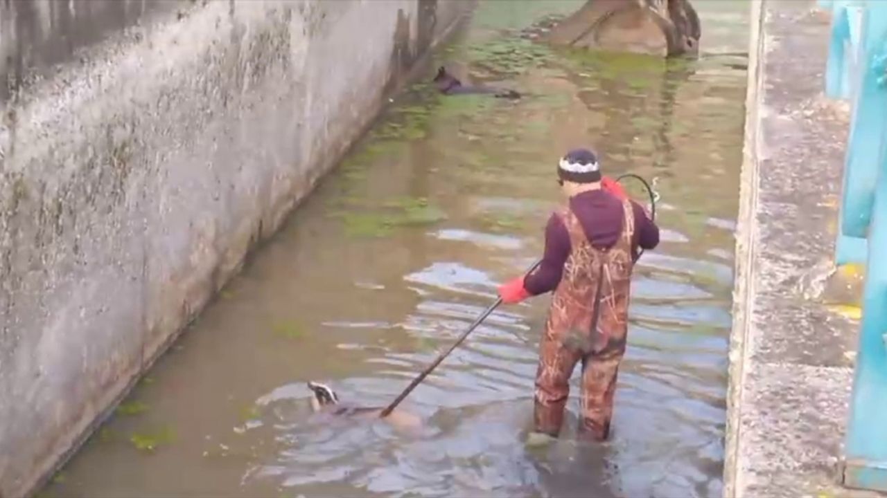 Samsun'da su kanalına düşen porsuk kurtarıldı