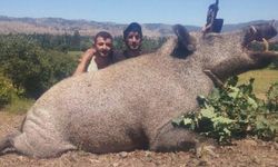 Dev domuz Türkiye'de yakalandı
