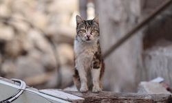 Afyonkarahisar'da hayvanlara kötü muamelede bulunulduğu iddiasına soruşturma
