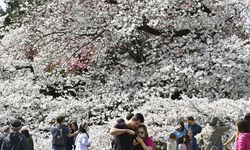 TOKYO - Japonya'da ilkbahar başlangıcının simgesi sakuralar açtı