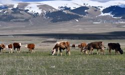 Kars'ta çobanlar bayramda meralarda hayvan otlatıyor