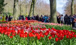 Hollanda'da "Ulusal Lale Günü" etkinliği düzenlendi