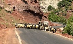 Göçerlerin yaylalara günler süren yolculuğu başladı