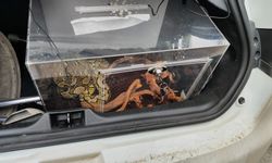 Antalya'da otomobilin bagajında piton bulundu