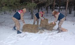 Ardahan'da jandarma timi yaban hayvanları için doğaya yem bıraktı