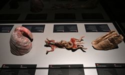 "Gerçek Hayvanların Anatomi Sergisi" İstanbul'da açıldı