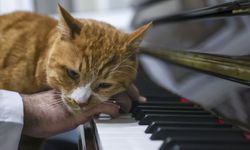 Kedilerin stresini kliniğine aldığı piyanoyla azaltıyor