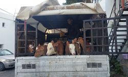 Bodrum'da satıcıları darbedip hayvanlarını aldığı öne sürülen 7 kişi yakalandı
