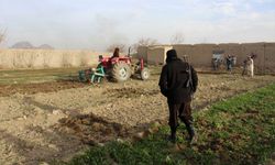 Taliban yönetimi haşhaş ekili tarlaları yok etmeye devam ediyor