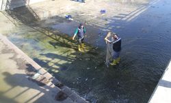 Beyşehir Gölü'nden kanala akan balıklar, görevlilerce toplanıp tekrar sulara salındı