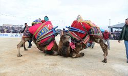 Çanakkale'de pehlivan develer arenaya çıktı