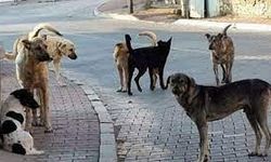 Erzincan'da çocuğu sahipsiz köpeklerin saldırısına uğrayan anne çözüm bekliyor