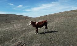 Bayburt'ta sahibinden kaçan inek 15 gün sonra dron yardımıyla bulundu