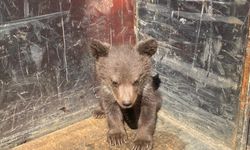 Bursa'da ormanlık alanda bulunan ayı yavrusu bakımı yapılarak doğaya bırakıldı