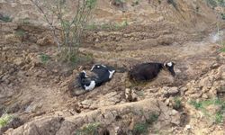 Düzce'de çamurda mahsur kalan 3 inek iş makinesiyle kurtarıldı