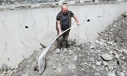 Kastamonu'da inşaat çukuruna düşen çakal kurtarıldı