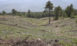 Orman zengini Denizli'ye 20 yılda 219 milyon fidan dikildi