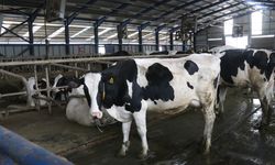 Burdur'da müzik dinletilen ineklerin süt verimliliği araştırılıyor