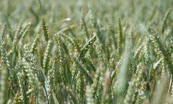 Trakya'da buğdayın gelişimi hasadın bereketli geçeceğine işaret