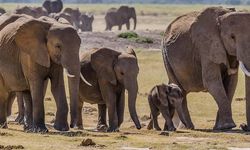 Araştırma: Filler durum, cinsiyet ve gruptaki yerine göre selamlaşma üslubunu değiştiriyor