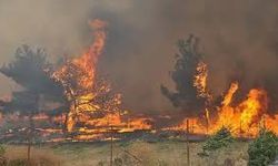 Otlak ve çalılıklar orman yangınlarının neden olduğu zararı artırıyor