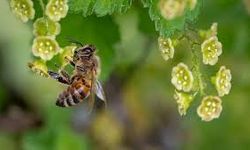 Uzmanından "arı ölümleri"ne ilişkin değerlendirme