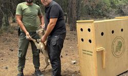 Antalya'da şehre inen yaban keçisi yakalanarak doğaya salındı