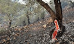 GÜNCELLEME - Aydın'da zeytinlik ve ormanlık alanda çıkan yangın kontrol altına alındı