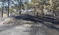 GÜNCELLEME 2 - Tokat'ta çıkan orman yangını söndürüldü