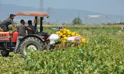 Manisalı çiftçiler 600 ton kavun ve karpuzu ücretsiz dağıttı