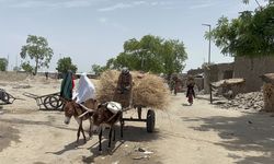 Nijerya'nın Rann bölgesinde eşekler günlük hayatın vazgeçilmezleri arasında