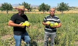 Yozgat'ta coğrafi işaretli "bağrıbütün kavunu" hasadı başladı