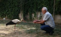 Kahramanmaraş'ta yaralı bulunan leylek yavrusu tedavi altına alındı