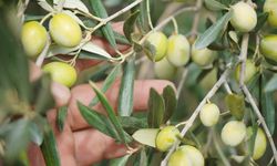 Türkiye'nin önemli zeytin üretim merkezlerinden Ayvalık'ta hasat başladı