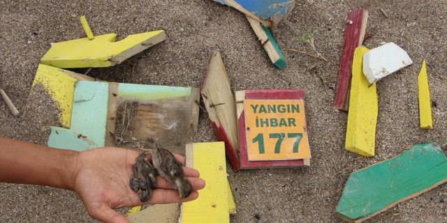 Manavgat'ta sahildeki yıkım sırasında kuş yuvaları ile kum zambaklarına zarar verildiği iddiası