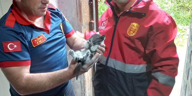 Zonguldak'ta iki duvar arasına sıkışan kedi yavrusu kurtarıldı