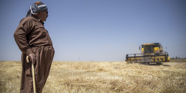 ERBİL - Arpa ve buğday hasadı başladı