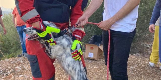 MUĞLA - Bodrum'da kuyuya düşen köpek kurtarıldı